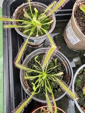 Drosera capensis giant for sale  DARLINGTON