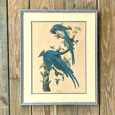 Audubon columbia jay for sale  Big Pine Key