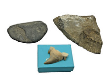 polished ammonite for sale polished ammonite for sale WELWYN GARDEN CITY