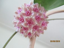 Hoya hanhiae gebraucht kaufen  Seifhennersdorf