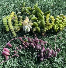 Types succulent cuttings for sale  Chula Vista