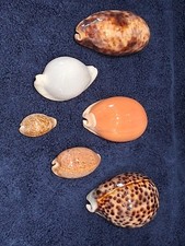 Great coweries seashells for sale  Imperial Beach