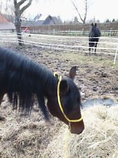 Showhalfter araber reitponys gebraucht kaufen  Salzhemmendorf