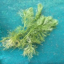 Strands water violet for sale  NOTTINGHAM