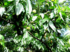 Almond tree 6 for sale  LONDON