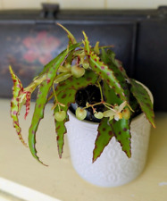 Begonia amphioxus cm for sale  GREAT YARMOUTH