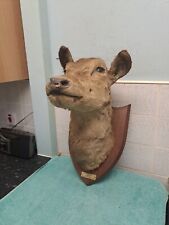 Taxidermy large deer for sale  LEEDS