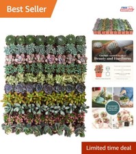 Assorted mini succulent for sale  Canoga Park