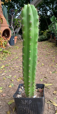 Echinopsis vmp new for sale  San Diego