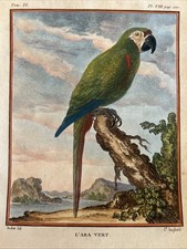 Parrots ara vert usato  Roma