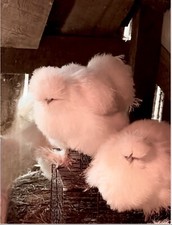 Fertile eggs silkie for sale  West Liberty