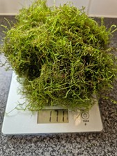Java moss 170 for sale  UK