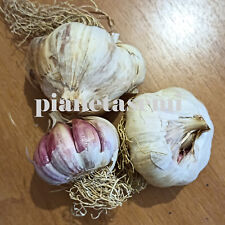 Bulbi aglio rosso usato  Trappeto