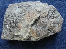 Trilobite paradoxides gracilis usato  Napoli