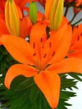 Orange lilium asiatic for sale  PRESTON