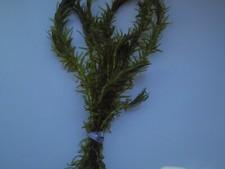 Elodea densa aquarium for sale  ROTHERHAM