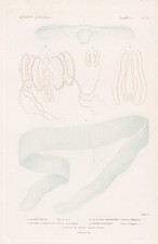 Gravura em aço Ocyroe Fusca Jellyfish 1849, usado comprar usado  Enviando para Brazil