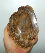 Tranche bois fossilisé d'occasion  Besançon