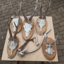 Konvolut geweihe gehörne gebraucht kaufen  Rochlitz