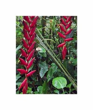 Heliconia longa zierblumen gebraucht kaufen  Pfullingen