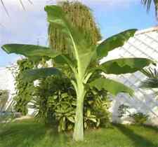 Ensete glaucum banano usato  Torino