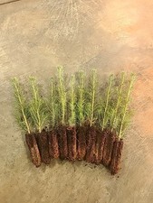 Norway spruce evergreen for sale  Garretson