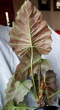 Rare philodendron corsinianum for sale  Glenmoore