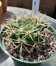 Gymnocalycium pflanzii cactus for sale  La Mirada