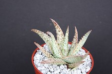 Aloe white lightning for sale  Miami