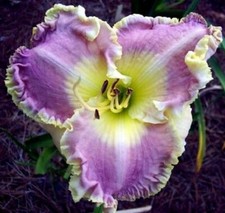 Lavender heartthrob daylilies for sale  Portland