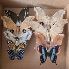 Box specimen tropical for sale  WORKSOP