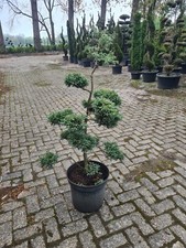 Bonsai chamaecyparis pisifera gebraucht kaufen  Leer (Ostfriesland)