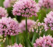 Allium collection different for sale  WALLINGFORD