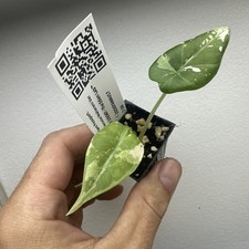 Alocasia maharani variegata for sale  STAINES-UPON-THAMES