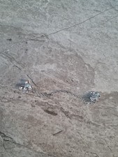 Pandora micky minnie for sale  NOTTINGHAM
