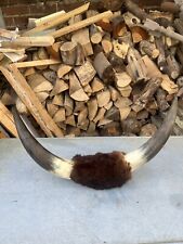 Antique cow cattle for sale  EMSWORTH