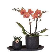 Range phalaenopsis rchidee gebraucht kaufen  Düsseldorf