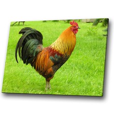 Animal canvas prints for sale  STRABANE