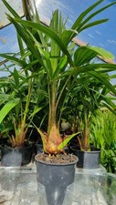Plants trachycarpus fortunei for sale  LEICESTER