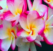 Plumeria seeds garden for sale  SURBITON