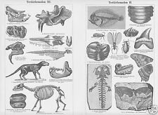 Tertiärformation iii fossil gebraucht kaufen  Lauenburg/ Elbe