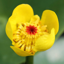 Large water lilys for sale  BRIDGWATER