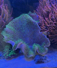 Green toadstool leather for sale  BEXLEYHEATH