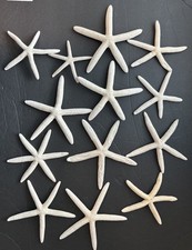 Starfish lot beautiful for sale  Greensboro