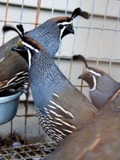 California valley quail for sale  Yermo