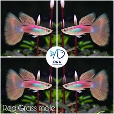 Trio live aquarium for sale  Houston
