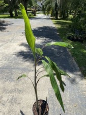 musa super dwarf banana for sale musa super dwarf banana for sale Gainesville