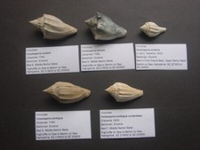 Five bartonian eocene for sale  RINGWOOD