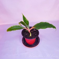 Chlorophytum orchidastrum 3.5 for sale  Niagara Falls