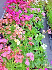 Lewisia elise mix for sale  PRESTON